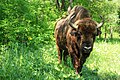 Image 12European Bison in Pădurea Domnească