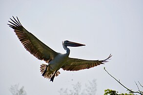 Spot-billed pelican taking flight