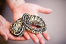 A small ball python being held in a person's hands