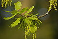 Flowers of Quercus robur (Stieleiche)