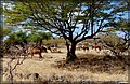 Kamele unter Bäumen