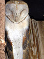 Barn owl, medium coloration