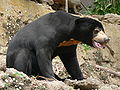 Sun bears can be found in the Chittagong Hill Tracts
