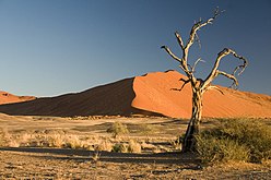 Vachellia erioloba tree in the Namib Desert