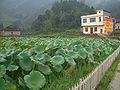 White picket fence surrounds a front-yard lotus pond in a village in Hubei, China