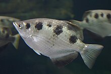 Side view of a silvery-gold fish with four brown stripes occupying most of the centre foreground, with a dark background. The fish is arrowhead-shaped, with a pointed snout and large eye