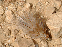 Bagworm larva in the Negev (April 2014). Case is made mostly of feathery stork's bill seeds (Erodium cicutarium).