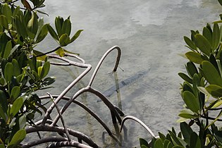 Barracuda lurks among mangrove root