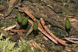 Grünes Koboldmoos (Buxbaumia viridis)