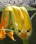 Male Cucurbita flower