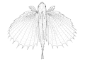 Oriental flying gurnard, top view drawing