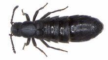 2.6 mm long black Diaulota aokii beetle
