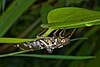 Dragonfly (Aeshna sp.) exuvia, Stuttgart, Germany - 20090724-03.jpg