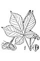 A drawn image of the fruit and leaf of the American ginseng plant.