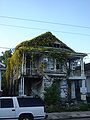 Dilapidated wooden house overgrown with cat's claw vine