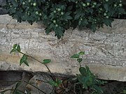 Calcite petrified wood inside a stone fence post
