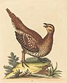 Plate 117: "The Long-tailed Grous from Hudson's-Bay" now the sharp-tailed grouse (Tympanuchus phasianellus)[26]