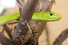A bright lime-green snake on a brown background