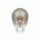 The rostromedial tegmental nucleus (RMTg) is located in the midbrain (pictured above) of the brainstem. The release of dopamine in the RMTg characterizes the euphoria and reinforcement of opioids.