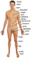 w:Human body of male