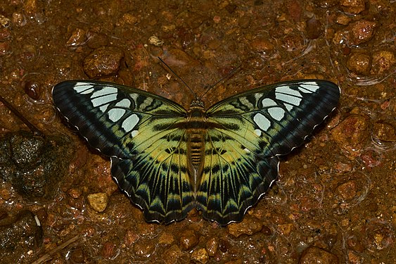 Parthenos sylvia (created and nominated by Jkadavoor)