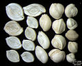 Foraminifera of Pag Island, Adriatic Sea -60 m, field width 5.5 mm