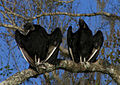 American black vultures