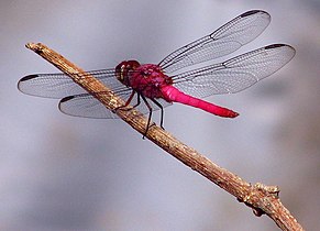 A dragonfly, or Anisoptera Ana Cotta