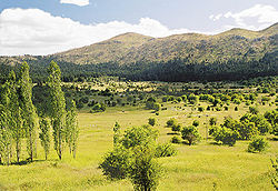 Photograph of a grassy landscape dotted with trees, with woodland and grassy hills in the background