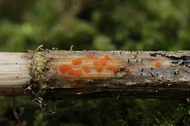 Orangefarbenes Brennnesselbecherchen (Calloria neglecta)