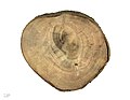 Ceratonia siliqua wood – Museum specimen
