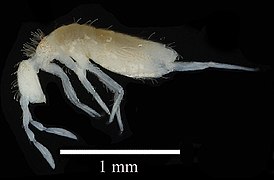 A springtail in the Coecobrya genus, however it is a member of the species Coecobrya phanthuratensis, and not C. tenebricosa.