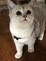 8-month-old British shorthair in silver coat octa