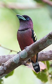 purplish-red bird with bright blue bill, black neckband, and black wings with yellow markings