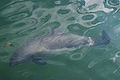 Harbour porpoise (Phocoena phocoena)