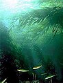 Image 62Kelp forests can provide shelter and food for shallow water fish (from Coastal fish)