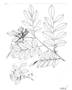 Line drawing showing flowers and fruit