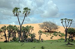 Tulo Tulo, also known as 'The Desert Land of Hope', is a marshy oasis situated in a low valley in Yusufari on the fringe of the Sahara desert.
