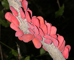 Flatida rosea bugs (Flatidae)