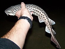 A small pale shark patterned with large black spots being held by a human hand