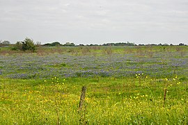 Ranchland in the Blackland Prairie eco-region of Texas with Texas bluebonnets (Lupinus texensis), Washington County, Texas, USA (30 March 2012).
