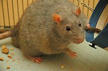 Picture of an overweigh rat