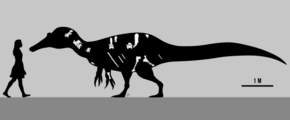Fossil bone illustrations inside the black silhouette of a tall-spined spinosaurid, next to a walking human silhouette; the human is 1.8 metres tall, the dinosaur is 8 metres long