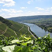 The steep slopes of the Moselle in German vineyards. In the foreground, there are leaves and tendrils of Vitis vinifera; green vines are planted on slopes, alternated with retaining walls and paths in a zig-zag pattern. In the valley, the Moselle flows under a bridge next to a village