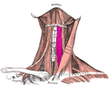 The sternohyoid and sternothyroid muscles lie on top of the upper part of the trachea