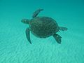 Sea turtle swims in the ocean