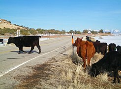 Loose cattle on Utah State Route 313