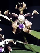 Vanda tessellata, one of the orchids found in Odisha[90]