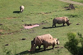 Rhinos at the Watani Grasslands.