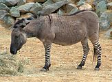A "zonkey", a zebra/donkey hybrid